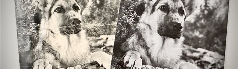 Restauration de photos anciennes et impression sur panneau PVC