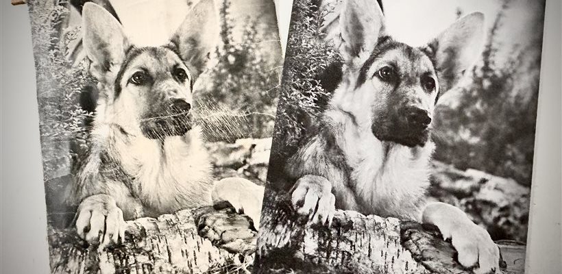 Restauration de photos anciennes et impression sur panneau PVC haute qualité